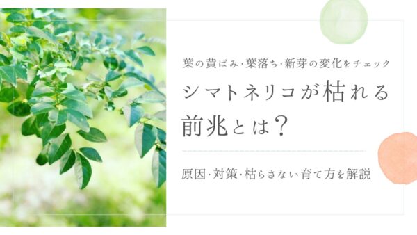 シマトネリコが枯れる前兆とは?アイキャッチ