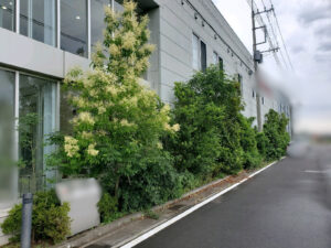 剪定・刈込・除草の作業写真