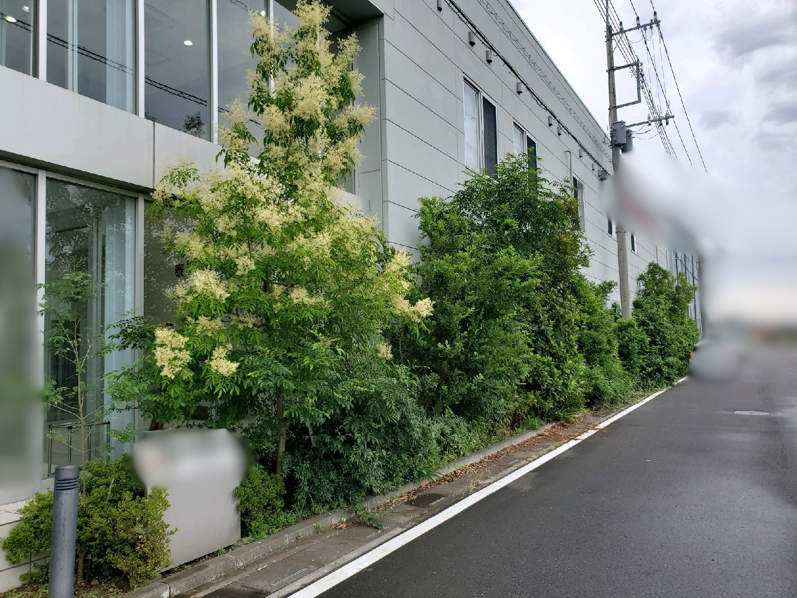 剪定・刈込・除草の作業写真