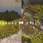 作業前後の写真