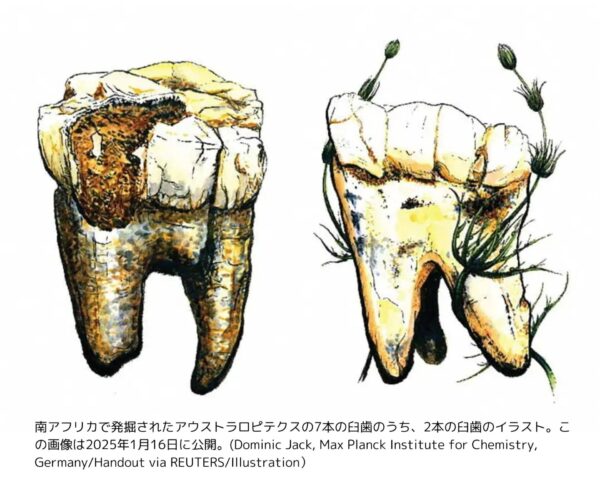 アウストラロピテクスの臼歯