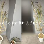 作業前後写真