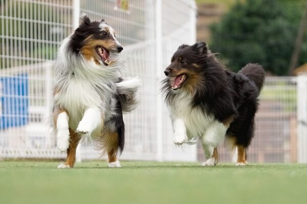 人工芝でつくるドッグラン ドックランで走る犬