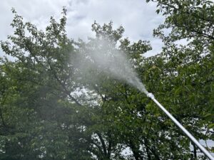 桜の木の消毒作業事例写真