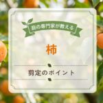 柿の剪定
