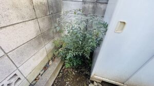 刈込剪定、草取りの作業写真