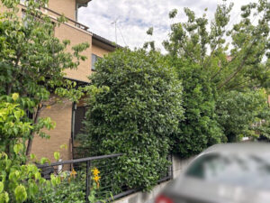 伐採・剪定・刈込の作業写真