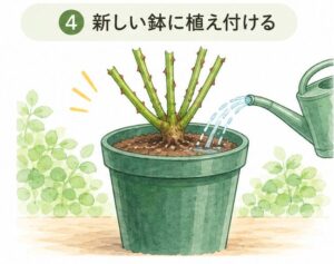 バラの植え替え手順