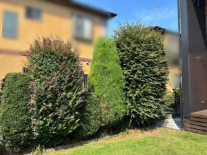 刈込・芝刈りの作業写真