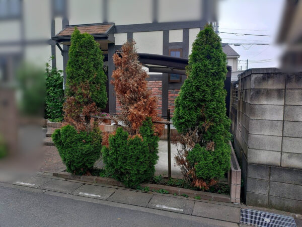 抜根、植樹、支柱の作業写真（作業前）