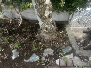 土中伐採、枯れ処置の作業写真