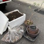 観葉植物引き取り作業事例　アイキャッチ