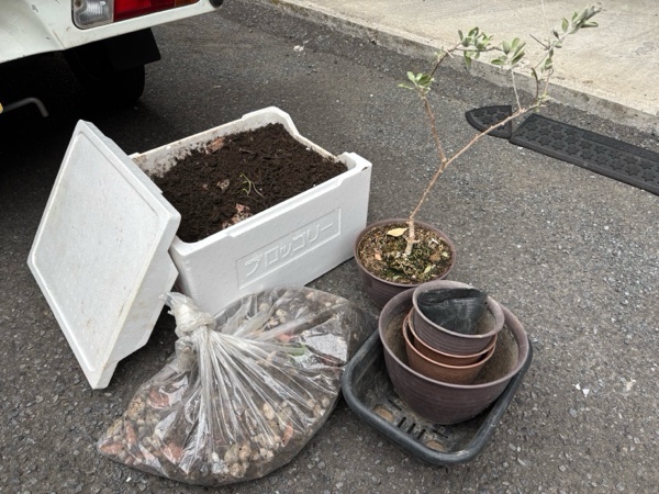 観葉植物引き取り作業事例　アイキャッチ