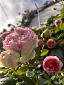施工後のバラの開花の様子