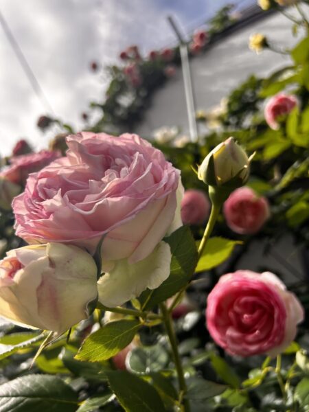 開花したつるバラ