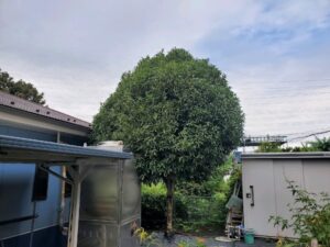 剪定刈込の作業事例写真