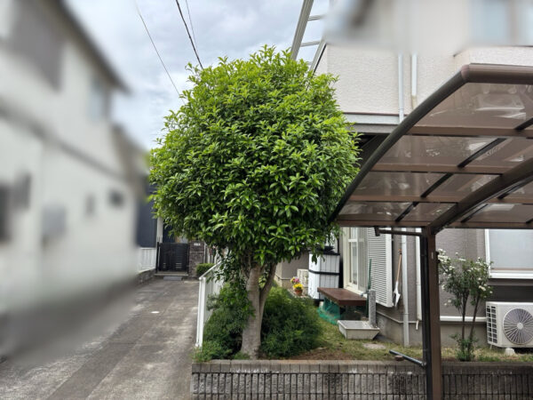 金木犀の剪定の作業写真