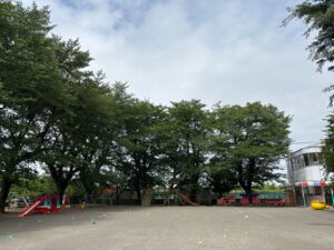 桜の木の消毒作業事例写真