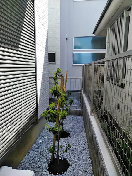 ソヨゴの植樹／東京都杉並区