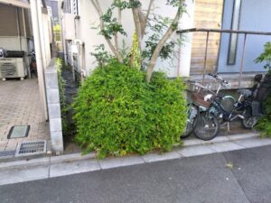 剪定・消毒・除草・土回収・防草シート・砂利敷き