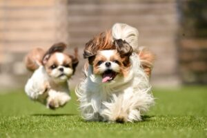 人工芝でつくるドッグラン ドックランで走る犬