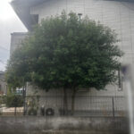 剪定の作業写真