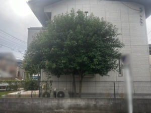 剪定の作業写真