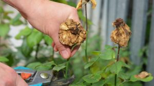 バラ花がら摘み