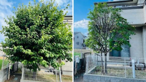 さいたま市 ヤマボウシ 剪定 大木