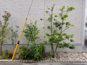 剪定・抜根・植樹の作業写真