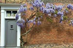 藤（ウィステリア）
