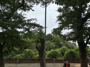 桜の木伐採・枯れ枝除去作業事例写真