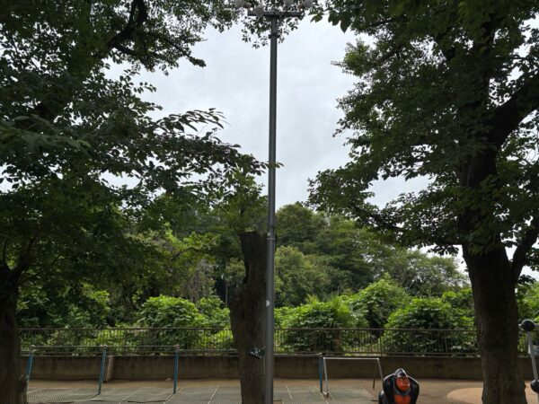 桜の木伐採・枯れ枝除去作業事例写真