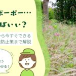 庭が草ボーボーどうしたらいい？　アイキャッチ画像