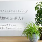 観葉植物のお手入れまとめ　アイキャッチ