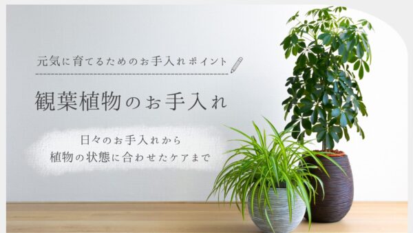 観葉植物のお手入れまとめ アイキャッチ