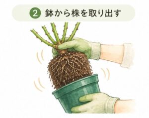 バラの植え替え手順