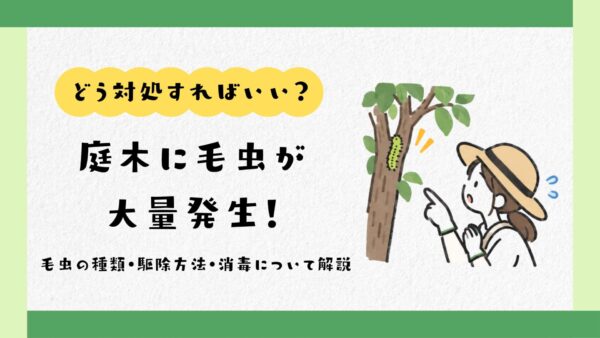 庭木に毛虫大量発生　アイキャッチ