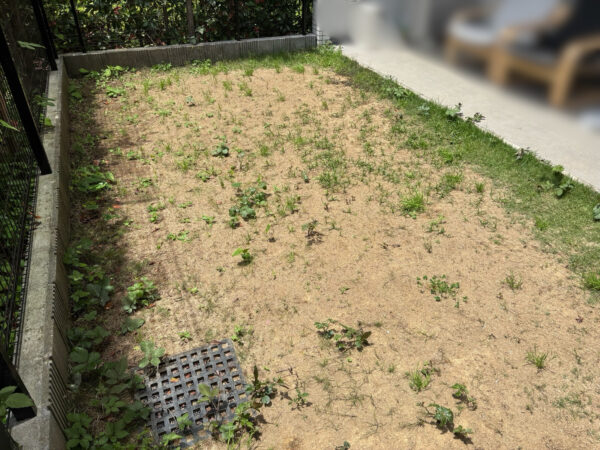 芝生の張り替えの作業写真