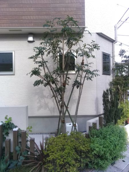 虫がつかない木ってあるの オススメの３つをご紹介します お庭の専門店ニワナショナル 東京 埼玉