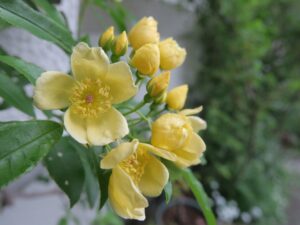 モッコウバラ黄色の一重咲き