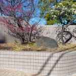 学校の花壇への花植えの作業写真