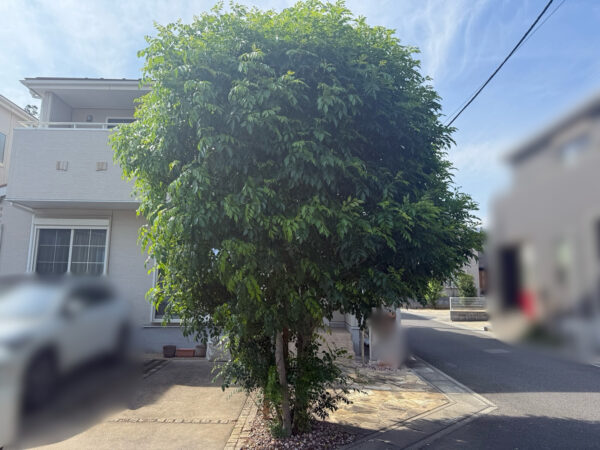 剪定・抜根・植樹の作業写真