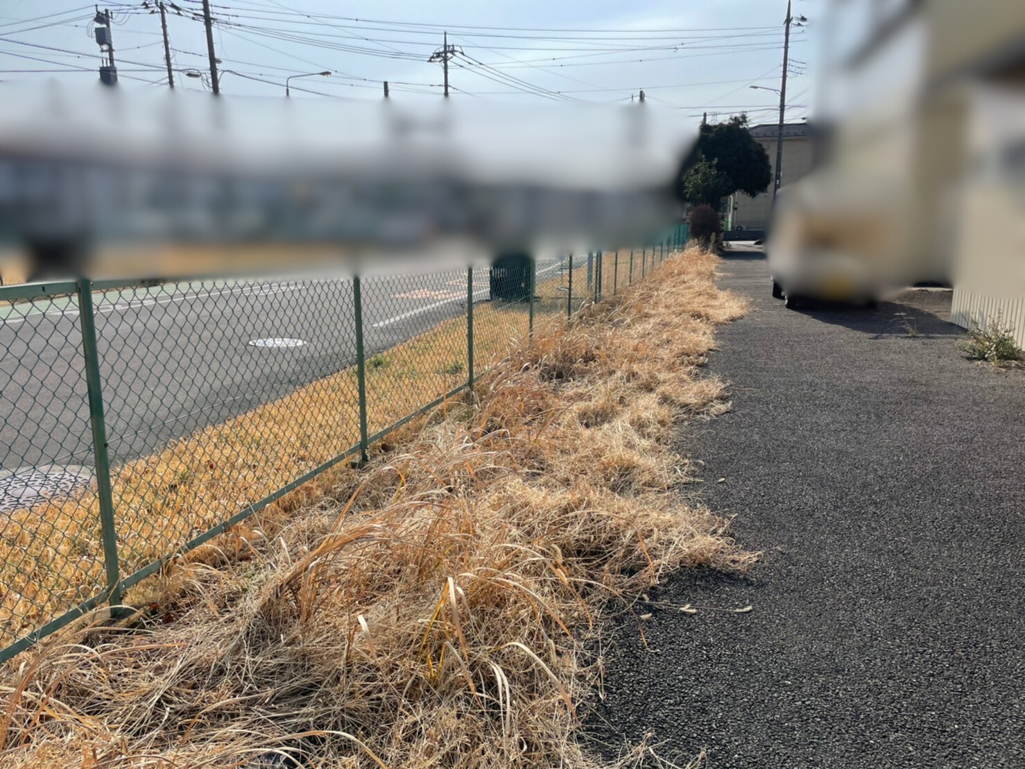 高木伐採、ソテツ抜根、草刈り、除草剤散布、防草シート張り、切株処分