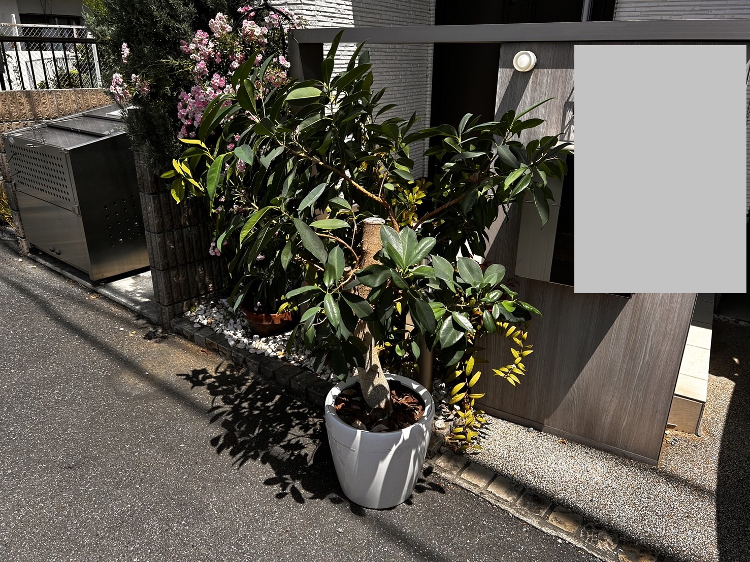 ガジュマル 引き取り希望（埼玉県狭山市） 庭のお手入れ専門店 ニワナショナル（埼玉県）