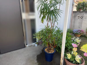 観葉植物（シュロチク）の植え替え・剪定の作業写真after