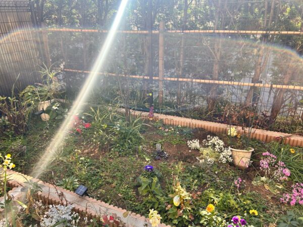 花植え、植樹、バラの誘引の作業事例写真
