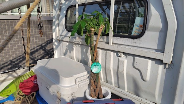 観葉植物の引き取り