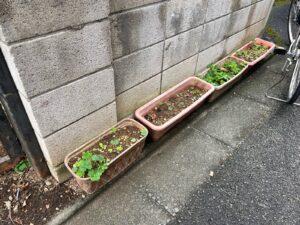 不用品回収・抜根の作業写真