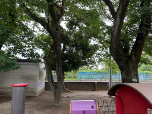 桜の木伐採・枯れ枝除去作業事例写真